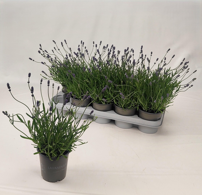 <h4>LAVAN AN ESSENCE PUR</h4>