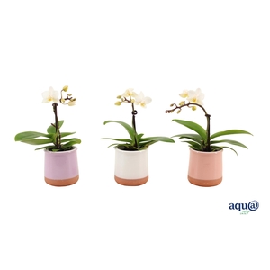 Valencia Mix Tiny Dolls Wit 1T7+ aqu@