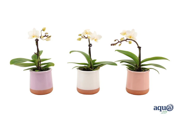 <h4>Valencia Mix Tiny Dolls Wit 1T7+ aqu@</h4>