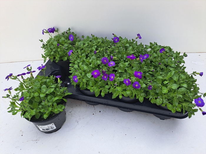 <h4>AUBR GRACILIS KITTE</h4>