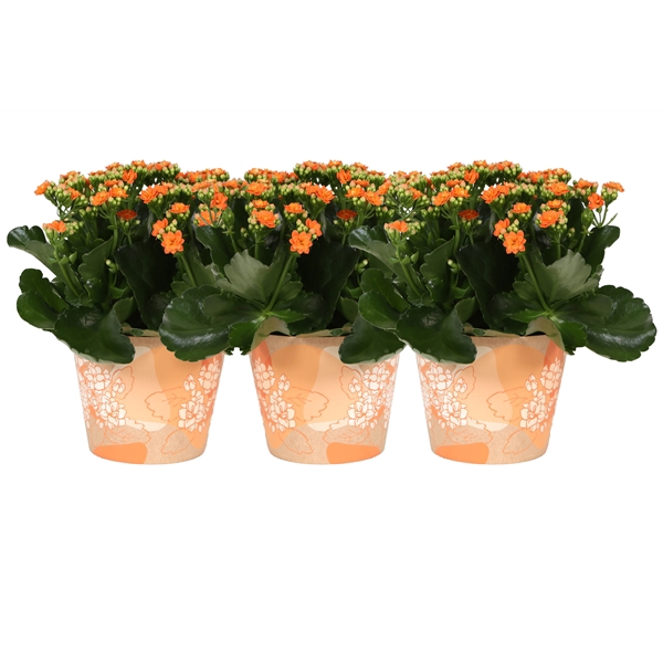 <h4>KP-849.1 OR - Kalanchoe Rosalina in oranje waterdichte smartcup</h4>