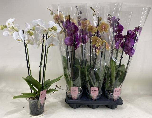 <h4>PHAL GEM</h4>