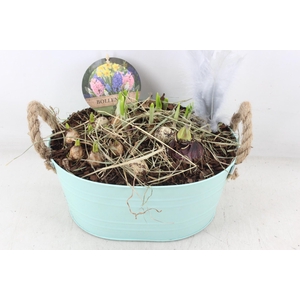 arr4 Narcis PL - Zink ovaal mint groen