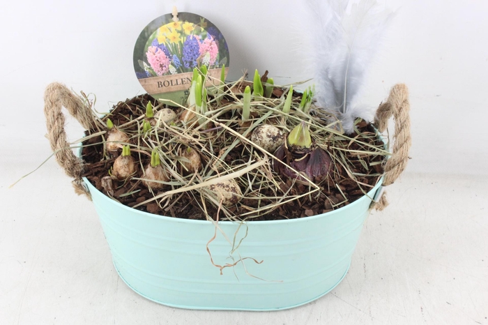 <h4>arr4 Narcis PL - Zink ovaal mint groen</h4>