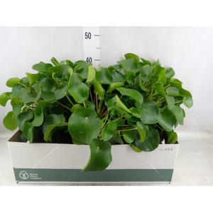 Pilea peperomoides