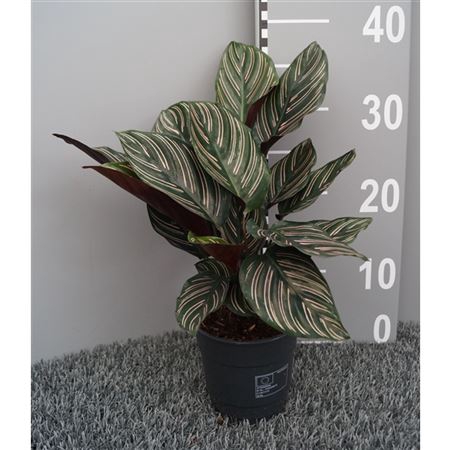 <h4>Calathea Sanderiana (ornata)</h4>