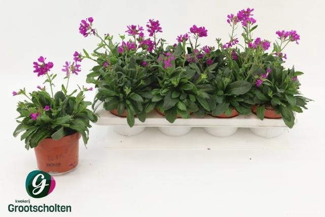 <h4>ARABIS C ROSEA</h4>