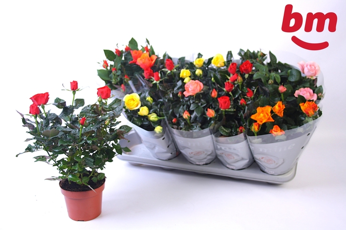 <h4>RO B MONDE GEM</h4>