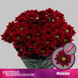 CHRYSANTHEMUM TR 'MEXICANO'
