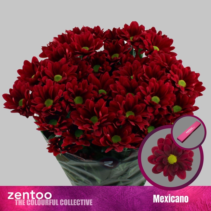 <h4>CHRYSANTHEMUM TR 'MEXICANO'</h4>