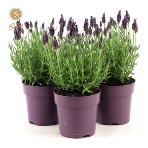 Lavandula st. 'Anouk'® Collection P12