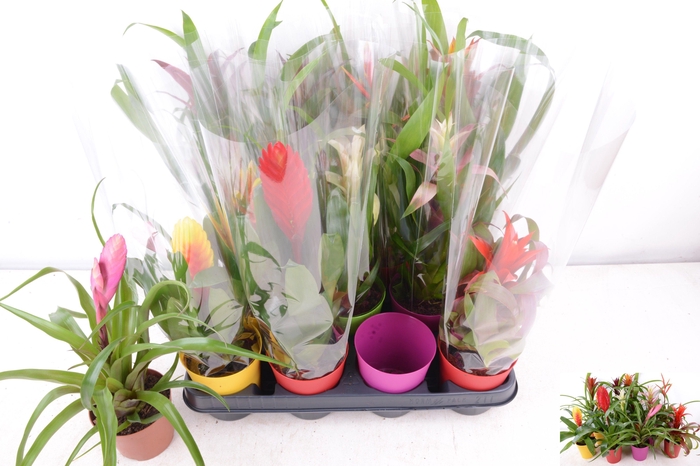 <h4>BROMELIA GEM 8 SRT</h4>