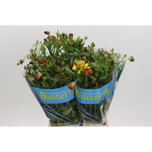 Ranunculus Butterfly Satyros