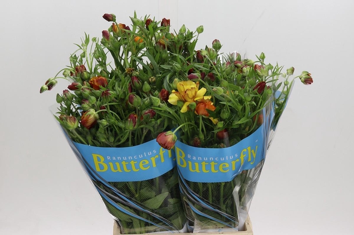 <h4>Ranunculus Butterfly Satyros</h4>