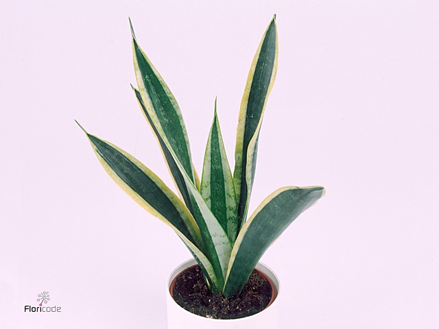 Sansevieria Black Gold 9 cm (Decorum)