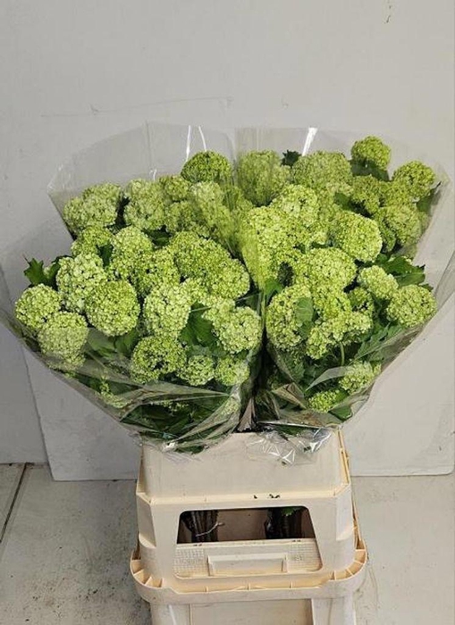 <h4>Viburnum Roseum</h4>