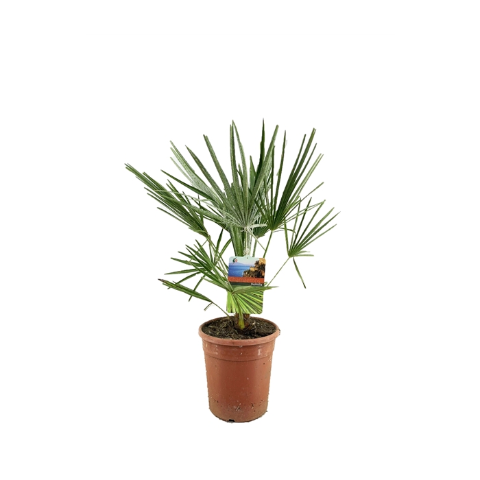<h4>Chamaerops humilis</h4>