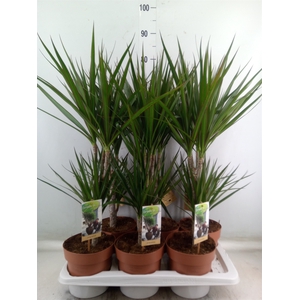 Dracaena marg.