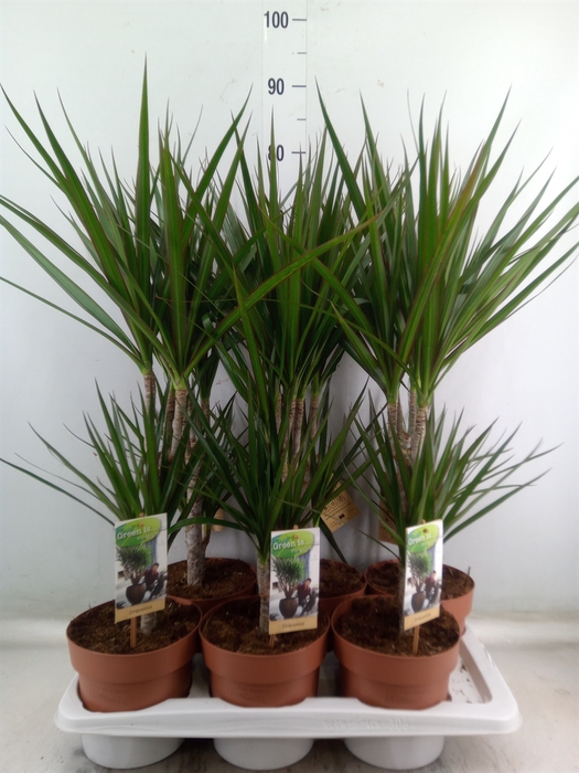 <h4>Dracaena marg.</h4>
