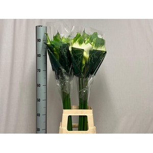 ZANT AE GREEN GODDES