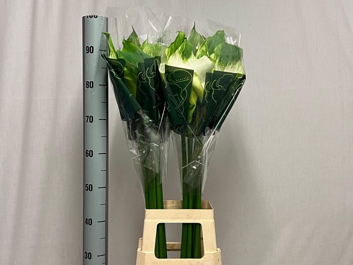 <h4>ZANT AE GREEN GODDES</h4>