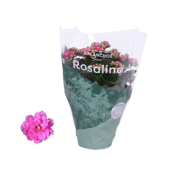 <h4>Kalanchoe Rosalina 12cm Don Nando roze</h4>