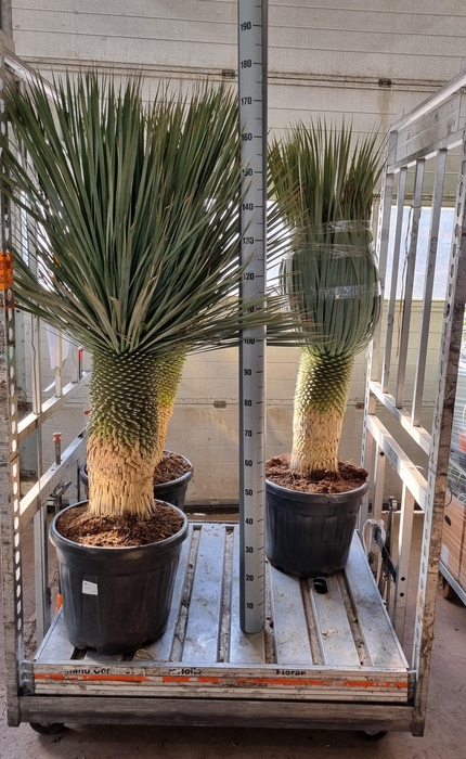 <h4>YUC ROSTRATA</h4>