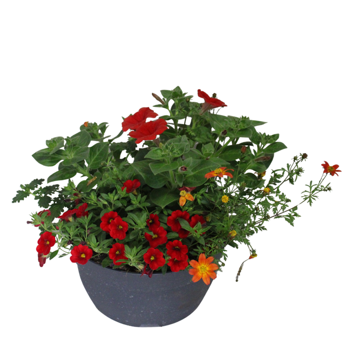 <h4>Schaal 26 Mix 05 Oranje mix</h4>