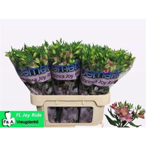 Alstroemeria Fl Joy Ride