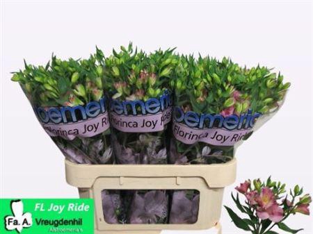 <h4>Alstroemeria Fl Joy Ride</h4>