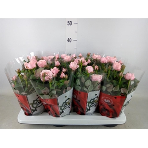 Rosa  'Amorosa Infinity Soft Pink'