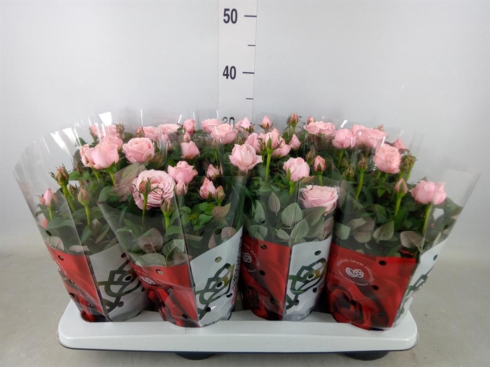 <h4>Rosa  'Amorosa Infinity Soft Pink'</h4>