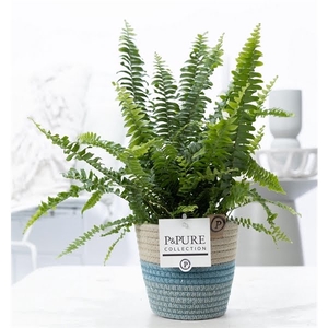 Nephrolepis Green Lady in P&PURE Fashionpot Valerie