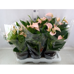 Anthurium andr. 'Joli Peach'