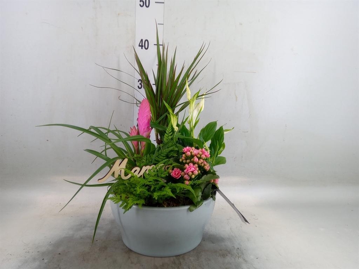 <h4>Arr.   Kamerplant Bloei H%</h4>