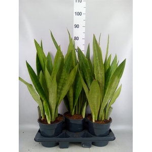Sansevieria trifa.   ...