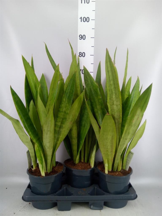 <h4>Sansevieria trifa. ...</h4>