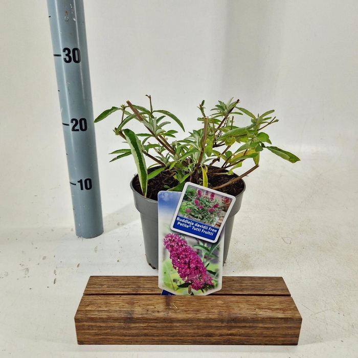 <h4>Buddleja</h4>