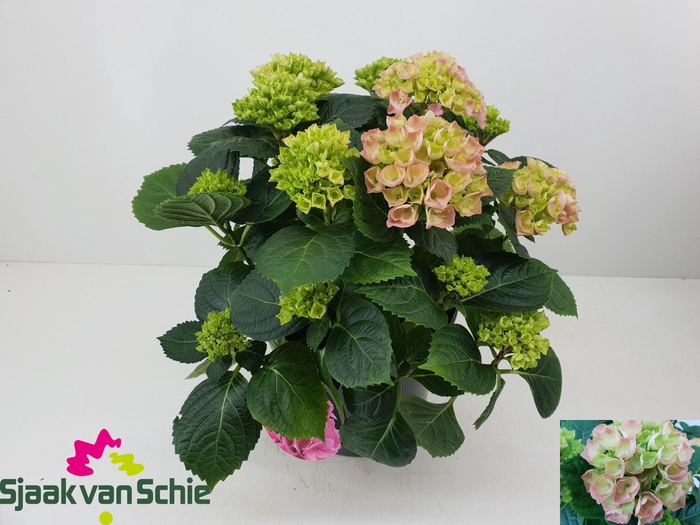 <h4>HYDR M HI RIVER</h4>