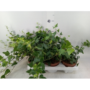Hedera helix 'Natasja'