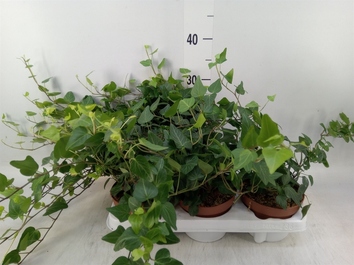 <h4>Hedera helix 'Natasja'</h4>