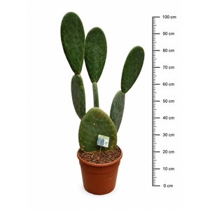 OPUNTIA