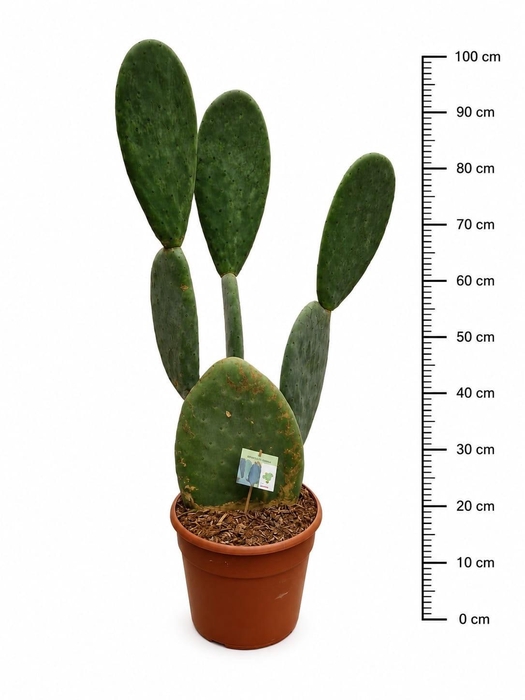 <h4>OPUNTIA</h4>