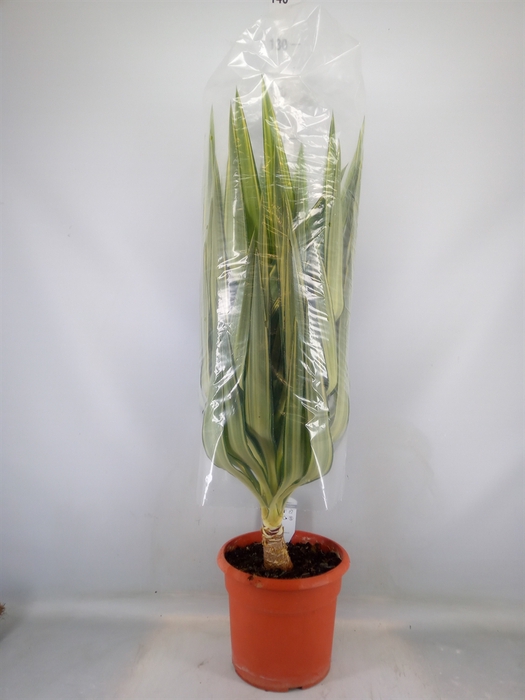 <h4>Yucca elephantipes 'Jewel'</h4>