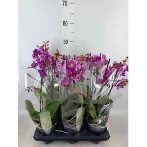 Phalaenopsis multi. 'Ant Merida'