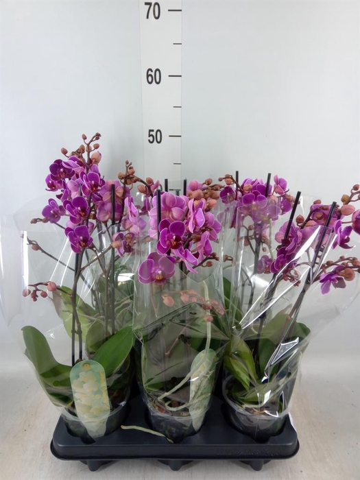 <h4>Phalaenopsis multi. 'Ant Merida'</h4>