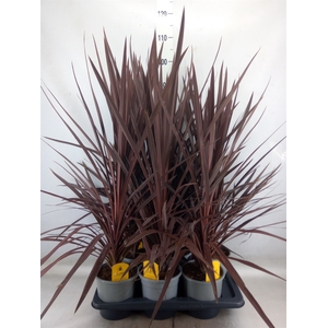 Cordyline austr. 'Red Star'