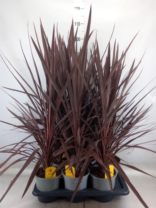 <h4>Cordyline austr. 'Red Star'</h4>