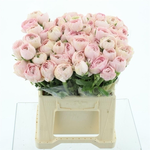 Ran Su Favola Extra (fr)