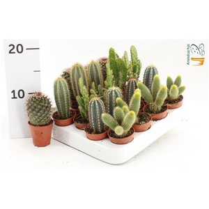 Cactus Gem